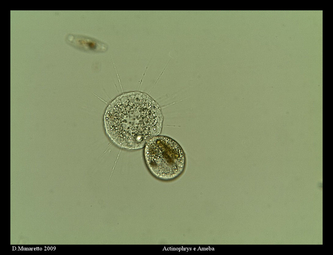 Actinophrys VS Tecameba